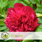 Plant in a Box - Paeonia officinalis 'Rubra Plena' - Set van 3 - Roze Pioenrozen - Pot 9cm - Hoogte 0-40cm