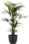 Decorum Kentia Palm - Elho brussels black – ↨ 100cm – ⌀ 21cm