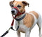 Trainingshalsbanden voor honden Company of Animals Halti Muilkorf (35-48 cm)