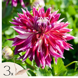 Plant in a Box - Dahlia Vancouver - Set van 3 - Dahliaknollen Dinner-plate - Prachtige zomerbloeier - Bloembollen
