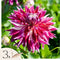 Plant in a Box - Dahlia Vancouver - Set van 3 - Dahliaknollen Dinner-plate - Prachtige zomerbloeier - Bloembollen