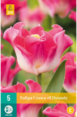JUB - Tulipa crown of dynasty
