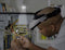 TOOLCRAFT TO-5137806 Hoofdbandloep Met LED-verlichting Vergrotingsfactor: 1.0 x, 1.5 x, 2.0 x, 2.5 x, 3.5 x Lensgrootte