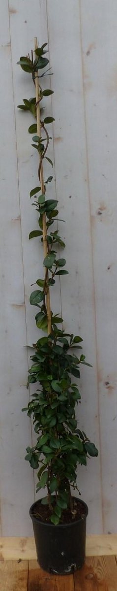 Toscaanse Jasmijn 150 cm
