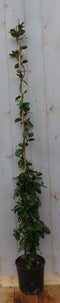 Toscaanse Jasmijn 150 cm
