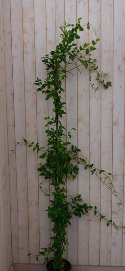 Toscaanse Jasmijn 200 cm