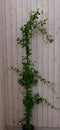 Toscaanse Jasmijn 200 cm