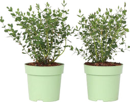 Plant in a Box - Eucalyptus parvifolia 'Oliva' - Set van 2 - Eucalyptusstruik - Tuinplant - Pot 15cm - Hoogte 35-45cm