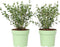 Plant in a Box - Eucalyptus parvifolia 'Oliva' - Set van 2 - Eucalyptusstruik - Tuinplant - Pot 15cm - Hoogte 35-45cm