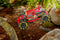 Nikko RC Rock Crusher Rood