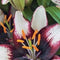JUB - Lilium aziatisch Zwart-Wit