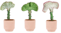 Trio Euphorbia lactea ‘Cristata’ in Jane keramiek (Orange)