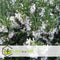 Plant in a Box - Rosmarinus Capri - Set de 3 - Rozemarijn winterharde vaste plant - Rosemary plant - Pot 13cm - Hoogte 20-30cm