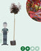 Rode bol esdoorn 220 cm stamhoogte | Acer pl. 'Crimson Centry' 10-14 cm 220 cm| Bomenbezorgd.nl