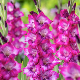 Plant in a Box - Gladiolus 'Glamini Kim' Mini-Gladiolus - Gladiool - set van 21 - Tuinbloemen - Paars - Volgroeid: 50 cm
