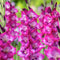 Plant in a Box - Gladiolus 'Glamini Kim' Mini-Gladiolus - Gladiool - set van 21 - Tuinbloemen - Paars - Volgroeid: 50 cm