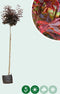 Rode bol esdoorn 220 cm stamhoogte | Acer pl. 'Crimson Centry' 10-14 cm 220 cm| Bomenbezorgd.nl