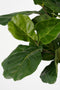 Ficus Lyrata Kunstplant – Realistische Fiddle Leaf Plant | H165 x Ø95 cm – Onderhoudsvrij Groen Stat