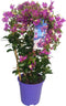 Plant in a Box - Bougainvillea 'Alexandra' - Paarse bladeren - Klimplant - Tuinplant - Pot 17cm - Hoogte 50-60cm