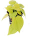 Philodendron scandens 'Micans Lime' ↨ 25cm - hoge kwaliteit planten