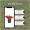 Plants by Frank | set van 6 Parelbes planten | 6x Pernettya mucronata rood | 6x rood | 12 cm Ø | 20 cm hoog | winterharde planten | tuinplanten | planten