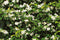 Trachelospermum jasminoides 180 cm