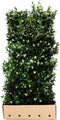 Trachelospermum jasminoides 180 cm