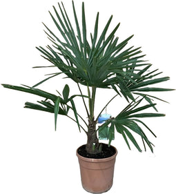 Trachycarpus fortunei