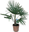 Trachycarpus fortunei