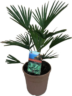 Trachycarpus wagnerianus