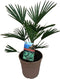 Trachycarpus wagnerianus