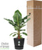 Bananenplant in Elho® Greenville pot – ↨ 80 cm – ⌀ 24 cm