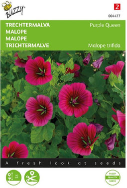 Trechtermalva Purple Queen (Malope trifida)