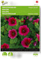Trechtermalva Purple Queen (Malope trifida)