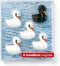 Trendform Magneet - Zwaan - set van 5 verschillende