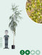 Treurberk | Betula pen. 'Tristis' 14-18 cm 200-220 cm| Bomenbezorgd.nl