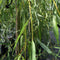 Treurwilg | Salix sepulcralis 'Chrysocoma' 10-14 cm 180-200 cm| Bomenbezorgd.nl