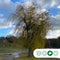 Treurwilg | Salix sepulcralis 'Chrysocoma' 10-14 cm 180-200 cm| Bomenbezorgd.nl