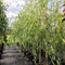 Treurwilg | Salix sepulcralis 'Chrysocoma' 10-14 cm 180-200 cm| Bomenbezorgd.nl