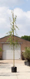 Treurwilg | Salix sepulcralis 'Chrysocoma' 10-14 cm 180-200 cm| Bomenbezorgd.nl