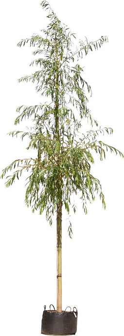 Treurwilg | Salix sepulcralis 'Chrysocoma' 18-20 cm 220-240 cm| Bomenbezorgd.nl