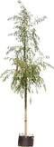 Treurwilg | Salix sepulcralis 'Chrysocoma' 18-20 cm 220-240 cm| Bomenbezorgd.nl