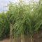 Treurwilg | Salix sepulcralis 'Chrysocoma' 18-20 cm 220-240 cm| Bomenbezorgd.nl