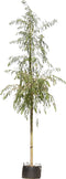 Treurwilg | Salix sepulcralis 'Chrysocoma' 18-20 cm 220-240 cm| Bomenbezorgd.nl
