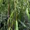 Treurwilg - Salix sepulcralis ‘Chrysocoma' 200 - 220 cm stamhoogte (14 - 18 cm stamomtrek)