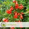 Plant in a Box - Punica granatum 'Early' - Granaatappelboom - Fruitboom met glanzende bladeren - Pot 21cm - Hoogte 60-70cm