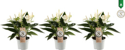 Trio Anthurium "White Champion"