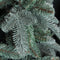 Triumph Tree Abies Nordmann Deluxe Kunstkerstboom 215 x 155 cm - Forest blue