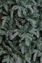 Triumph Tree Abies Nordmann Deluxe Kunstkerstboom 215 x 155 cm - Forest blue