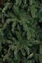 Triumph Tree Abies Nordmann Guirlande - L180 cm - Groen